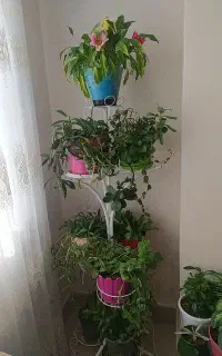 استند گل همراه با ۱۰ عدد گلدلن طبیعی