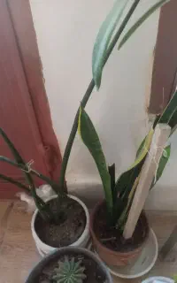 گل اپارتمانی