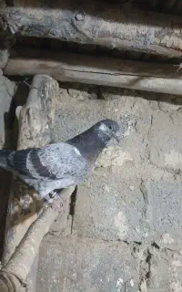 دوتا گونی کود کبوتر
