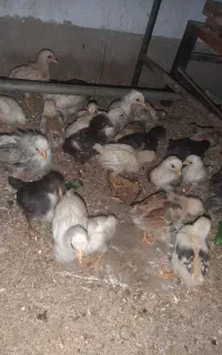جوجه عرب