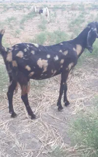 بزپلنگی