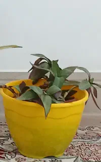 گل فروش