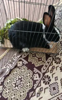 خرگوش