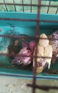جوجه مرغ عشق