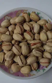 پسته
