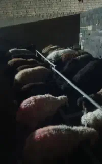 فروش گوسفند زنده وگوشت