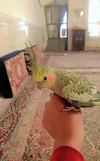 عروس هلندی گم شده