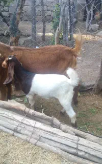 بز نژدی اصل با کهره ماده