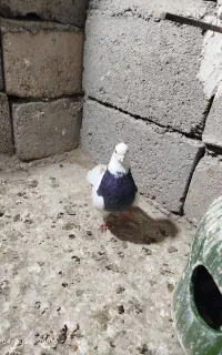 طوقی