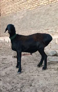 بره قوچی چینی زاغ مخصوص عشق بازا