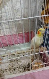 عروس هلندی