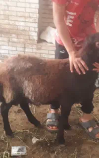 بره نر