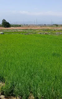 بذر شالی ۹۰روزه