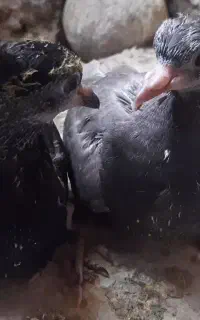 کفتر