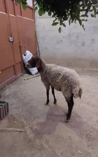میش افشاری