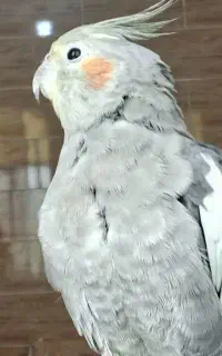 عروس هلندی گمشده
