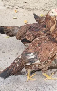 جوجه خروس محلی