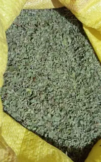 آویشن برگ پهن کوهی