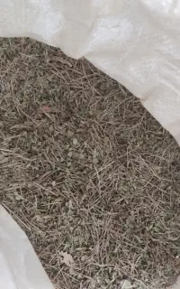 کشک