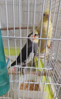 عروس هلندی مولد