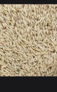 جو کارخانه ای مصارف دامی