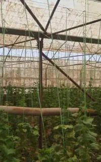گلخانه سبزی و صیفی