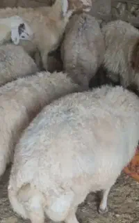 گوسفند ماده ۳ عدد نر یک عدد