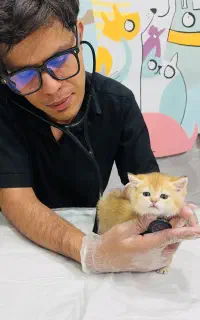 گربه باهوش