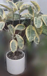 گل فیکوس سرحال و شیک