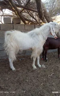 بز نر