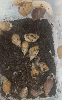 واگذاری حلزون