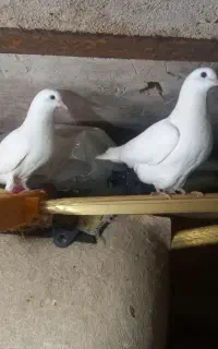 کبوتر