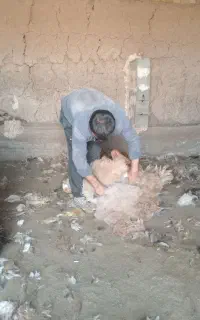 پشم چینی گوسفند