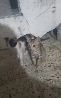 واگذاری گربه برای سرپرستی