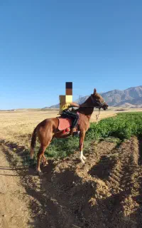 اسب ترکمن اخال تکه