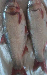 ماهی