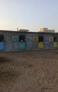 اجاره (باشگاه) اصطبل پرورش اسب