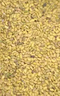 بذر یونجه