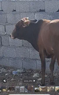 گاو دورگ جرسی جنس نر سن یک سال