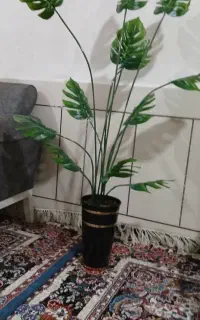 درختچه ۱۵۰۰۰۰۰
