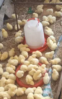 جوجه گوشتی راس آب روان