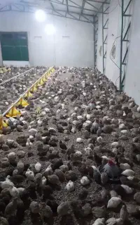 بلدرچین نر گوشتی و وزن بالا برای کشتار