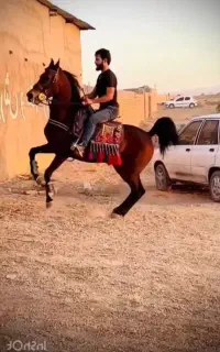 کره مادیون عرب ایرانی