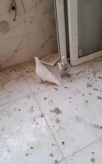 پرشی ....