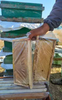 عسل ییلاق