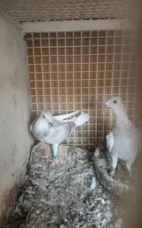المانی