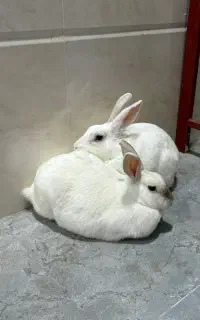 فروش یک جفت خرگوش بالغ