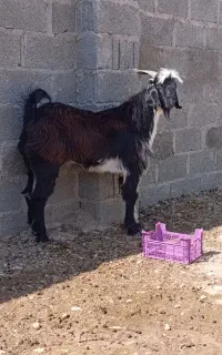 کهره نر