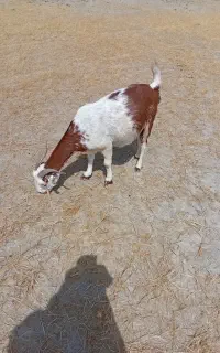 بز داشتی دوقلوزا جوان عالی .