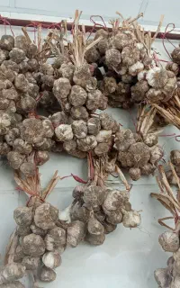 سیر خشک طارم